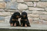 BEAUCERON - PUPPIES 322